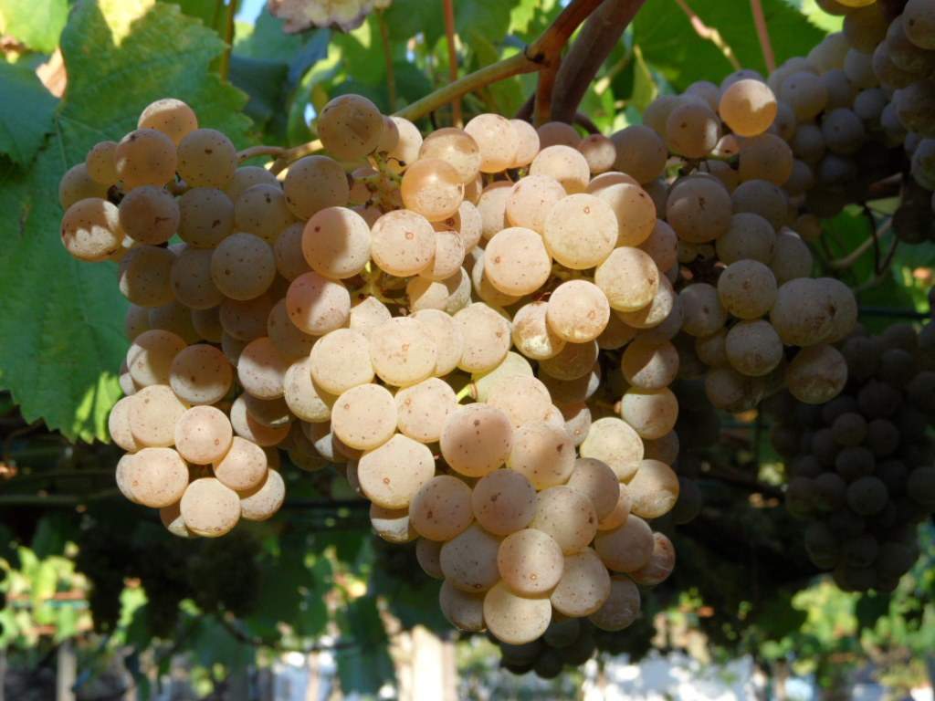 Racimo de uva albariño madura en la parra