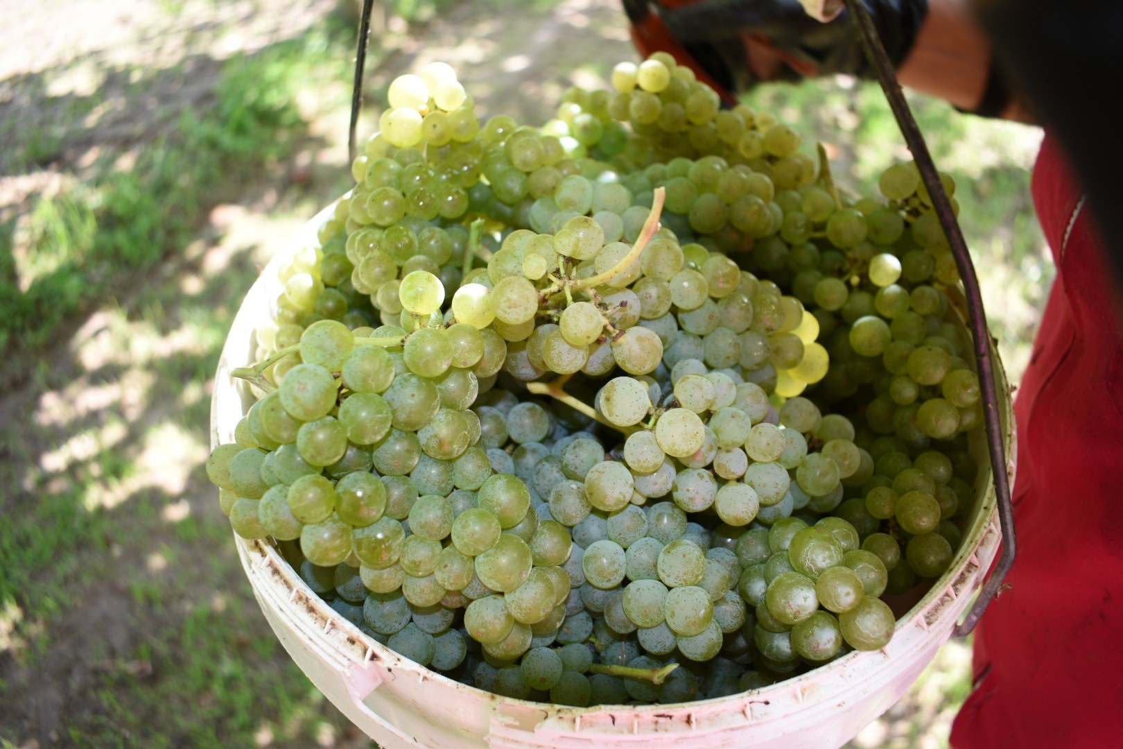 Uva albariño recién vendimiada en un cubo